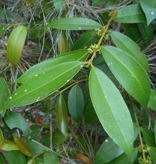 Buxus olivacea
