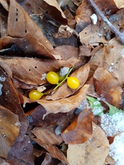Loranthus europaeus