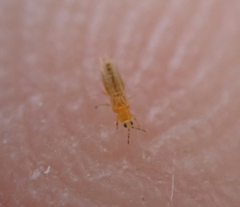 Frankliniella