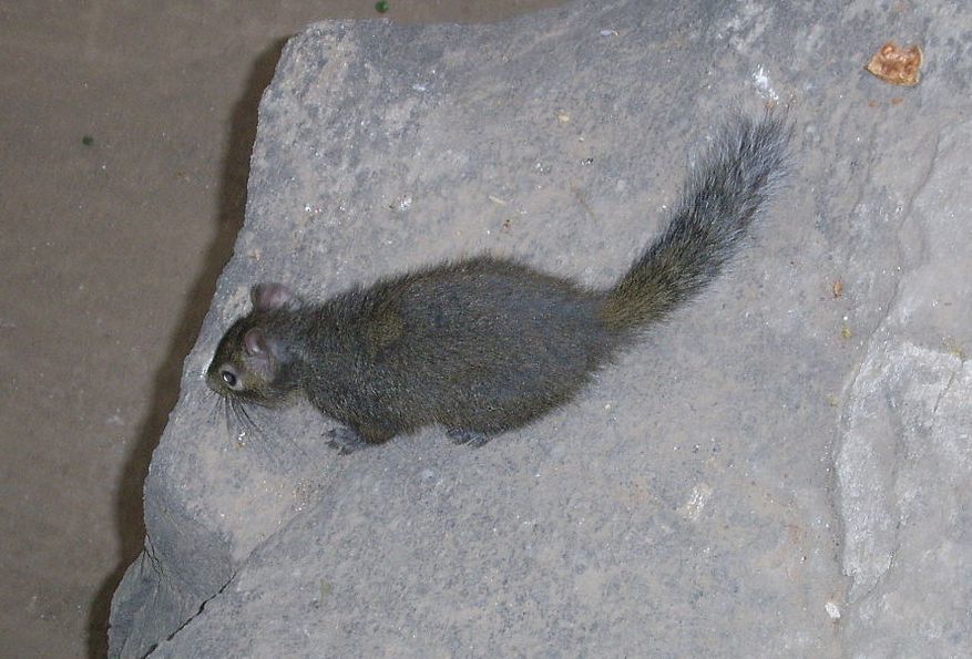 Pére David's Rock Squirrel