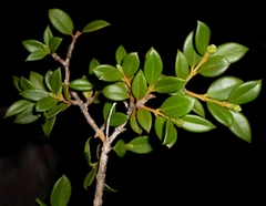 Buxus rheedioides