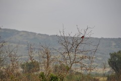 Laniarius erythrogaster