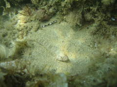 Gobius incognitus