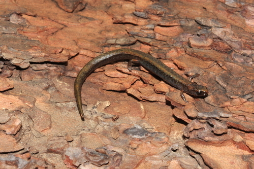 Upper Cerro Minute Salamander