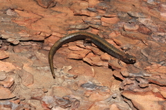 Cerro San Felipe Pigmy Salamander photo 4