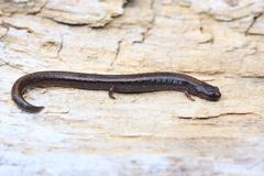 Cerro San Felipe Pigmy Salamander photo 5
