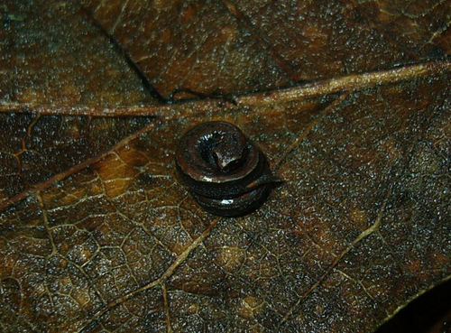Upper Cerro Minute Salamander