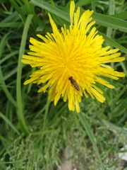 Syrphidae