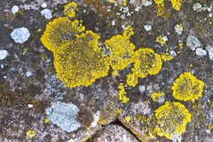 Candelariella medians