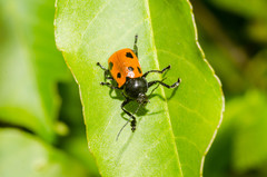 Cryptocephalus loreyi