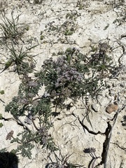 Lomatium bentonitum