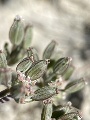 Lomatium bentonitum