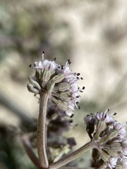 Lomatium bentonitum