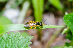 Pamphilius alternans