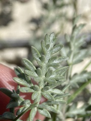 Lomatium bentonitum