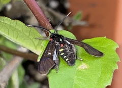 Saurita