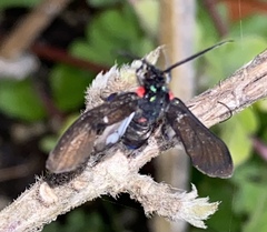 Saurita