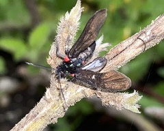 Saurita