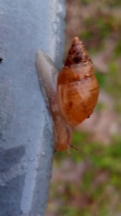 Bulimulus bonariensis image