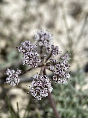 Lomatium bentonitum