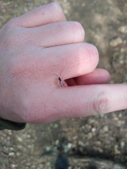 Diplazon laetatorius