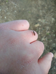 Diplazon laetatorius