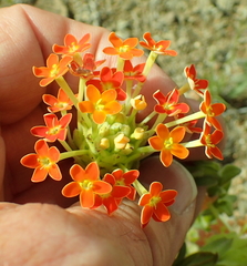 Glumicalyx goseloides