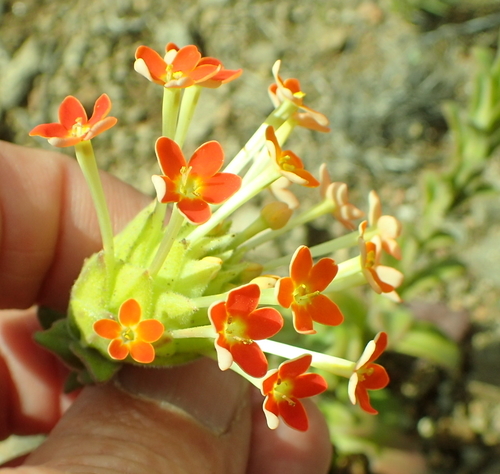 Image of Glumicalyx goseloides by no rights reserved