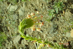 Glumicalyx goseloides