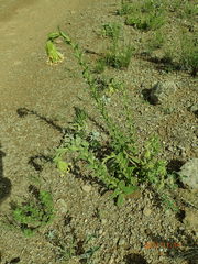 Glumicalyx goseloides