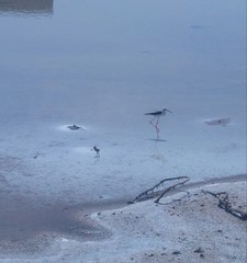 Himantopus himantopus
