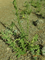 Glumicalyx goseloides