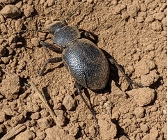 Calosoma luxatum