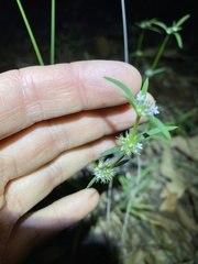 Spermacoce brachystema