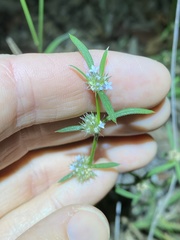 Spermacoce brachystema