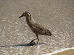 Nycticorax nycticorax