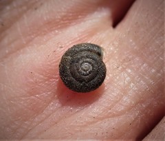 Gastropoda
