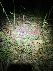 Spermacoce brachystema