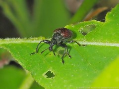 Himatolabus pubescens