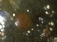 Distaplia occidentalis