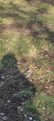Turdus iliacus