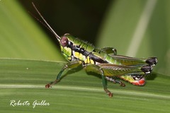 Parascopas sanguineus