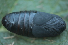Saturnia pyri