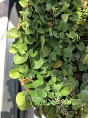 Dichondra donelliana