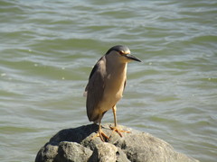 Nycticorax nycticorax