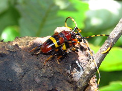 Trachyderes elegans