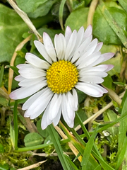 Bellis perennis