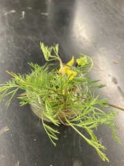 Lomatium caruifolium