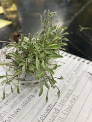 Hesperevax sparsiflora