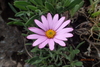 Cape Daisy - Photo no rights reserved, uploaded by Peter Warren